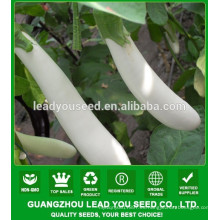 NE04 Mychy Long semillas de semillas de berenjena color blanco agradable híbrido